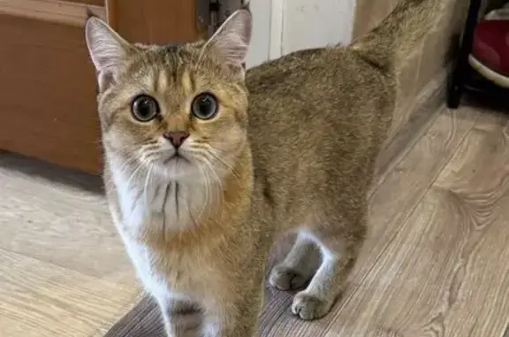 Пропала кошка, Бор, Нижегородская область — молодой котик, очень худой, грудка белая - photo