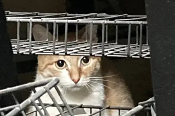 Пропал котик, Волгоград, Козловская, д. 15 — бело-рыжий, с коротким хвостиком и асимметричной маской на мордочке - photo