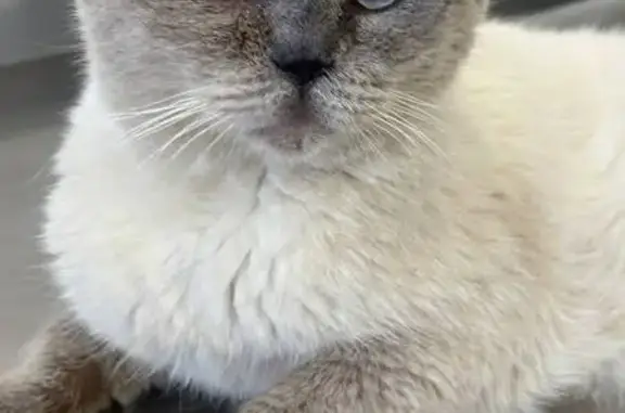 Найдена кошка, Видное, фото: Найдена кошка, Видное, 1-й Калиновский, д. 5, Видное — прибился к микрорайону