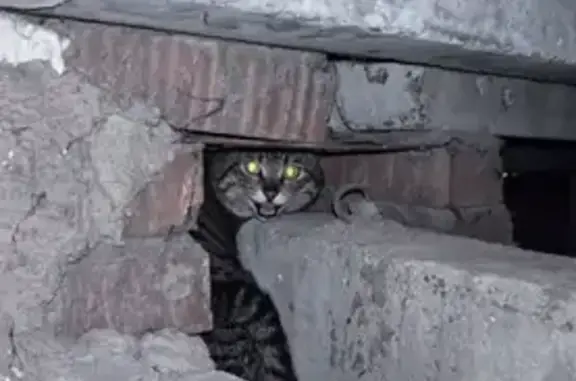 Найдена кошка, Кемерово, фото: Найдена кошка, Юрия Двужильного, д. 10, Кемерово — крупная, ухоженная, плачет