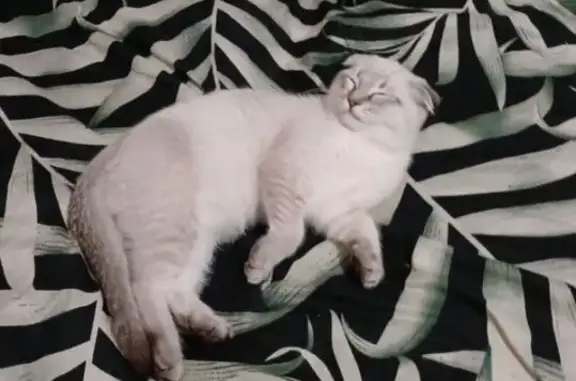 кот,шотландец, серо-белый окрас,голубые (почти небесного цвета) глаза. Кастрированный,около 1,5 лет ему. Болеет,впалые бока ближе к хвосту