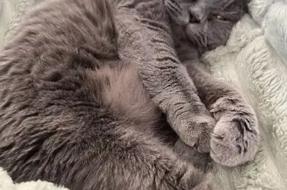Пропала кошка, Деревня Загорицы, д. 25 — шотландский крупный кот, 5 лет, серо-голубой окрас, янтарные глаза - photo