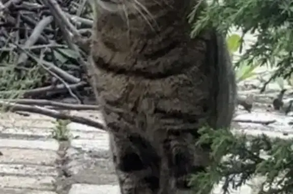 Найдена кошка, Ставрополь, фото: Найдена кошка, Рогожникова, Ставрополь — ухоженная, на голос откликается