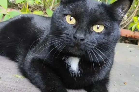 Пропала кошка, Пермь, 2-я Линия — черная, 11 лет, стерилизована - photo