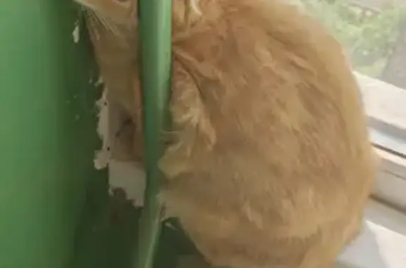 Найдена кошка, Октябрьский Городок, фото: Найдена кошка, Район Октябрьский (г Пенза), Ладожская, Октябрьский Городок — рыжий вислоухий подросток