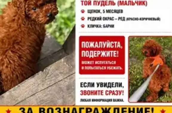 Пропала собака, Деревня Воробьи, Воробьи — доброжелателен к людям - photo