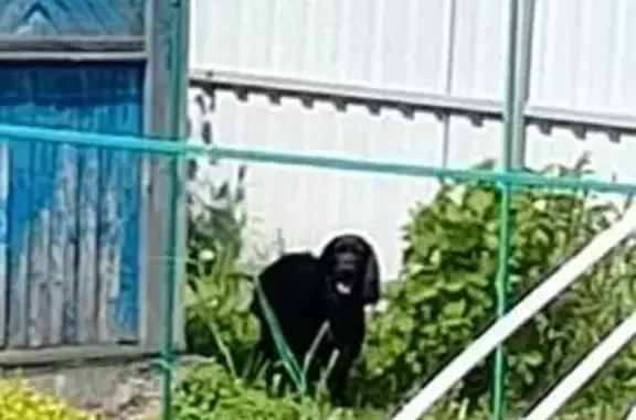 Найдена собака, Новокузнецк, фото: Найдена собака, Сиреневая, Новокузнецк — чёрный кобель, спаниель