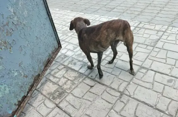 Найдена собака, Барнаул, фото: Найдена собака, Район Индустриальный (г Барнаул), Жданова, д. 17, Барнаул — тигровая, средний размер, очень худенькая