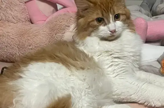 Пропала кошка, Апатиты, Строителей, д. 47 — выпала с 4-го этажа, пугливая - photo