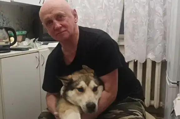 Пропала собака, Петрозаводск — серый, местами белый окрас, белые лапы и мордочка - photo