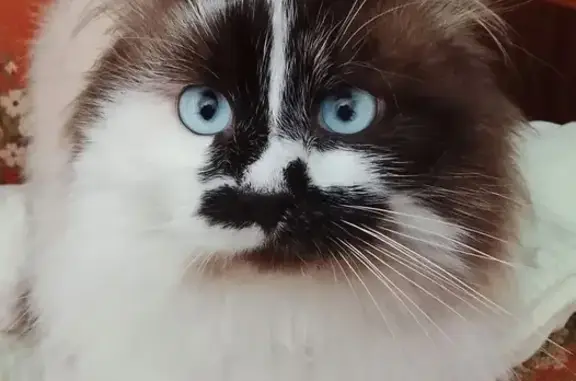 Кошки потеряшки, Курлово, фото: Потеряшка кошка, Курлово, Володарского, Курлово — голубоглазый красавец, хвост после операции побрит и перебинтован