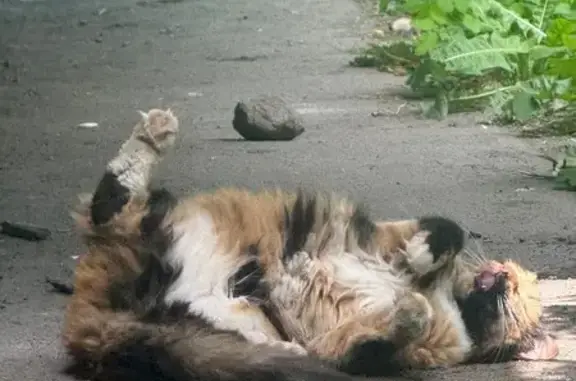 Найдена кошка, Калининград, фото: Найдена кошка, Район Центральный (г Калининград), Г.Димитрова, д. 36, Калининград — безумно ласковая, любит руки