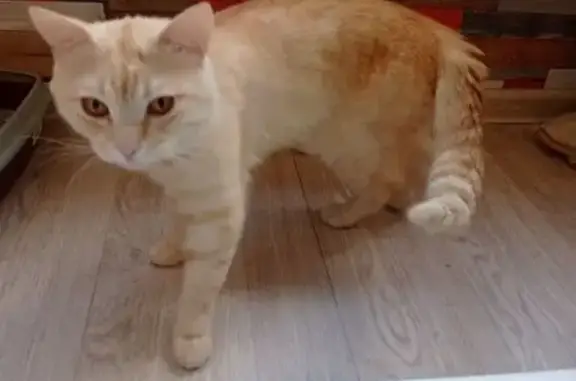 Найдена кошка, Пенза, фото: Найдена кошка, улица Островского, 17, Пенза — рыжий котик с полосками, хромает