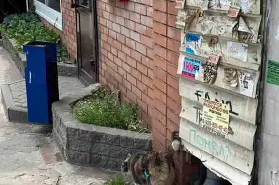 Найдена кошка, Ростов-на-Дону, фото: Найдена кошка, Соколова, Ростов-на-Дону — упитанная, людей не боится