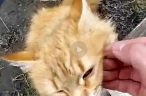 Пропала кошка, Белгород, 3-й Слободской, д. 8, Белгород — небольшой рыжий кот, очень ласковый, с ошейником - photo