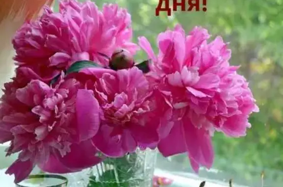 Пропала кошка, Округ Кировский (г Омск), 2-я Любинская, д. 2А, Омск — светлобежевый - photo