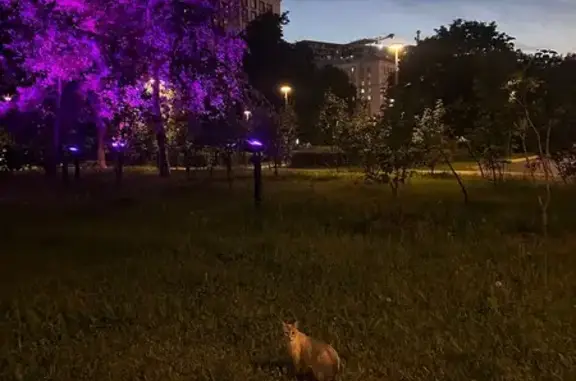 Найденные животные Москва, фото: Найдена кошка, Москва, Украинский — серо-белая, молодая, ухоженная
