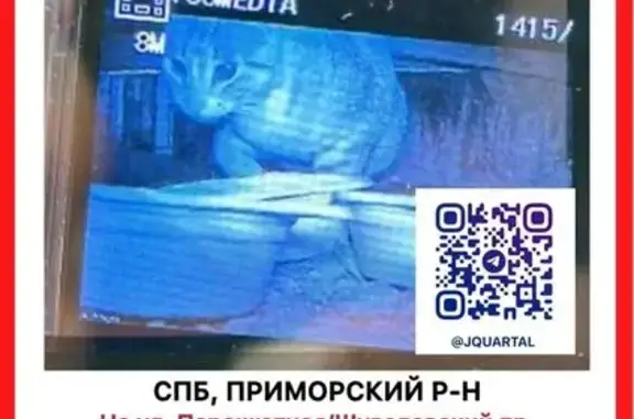 Найдена кошка, Санкт-Петербург, фото: Найдена кошка, Парашютная, Санкт-Петербург — серая полосатая с белой грудкой