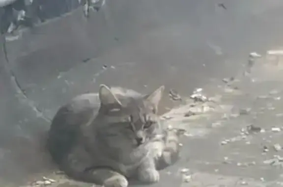 Найдена кошка, Сургут, фото: Найдена кошка, Сургут, Маяковского, д. 49/1 — серенькая кошечка, поранен носик