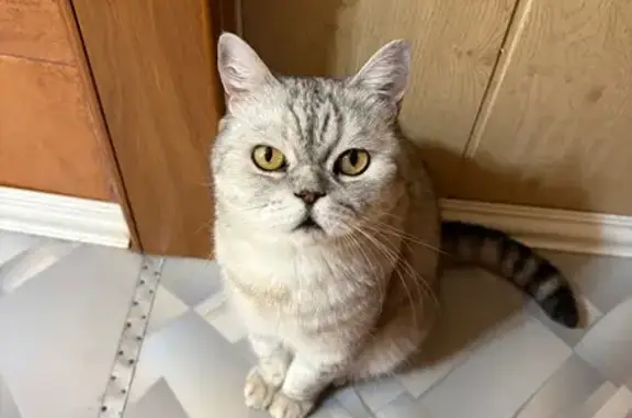 Найдена кошка, Верхняя Салда, фото: Найдена кошка, Верхняя Салда, Восточная, д. 30, Верхняя Салда — кастрирован, лоток знает, 8-10 лет