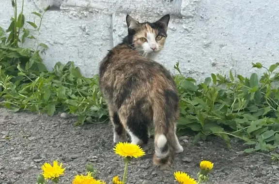 Найденные животные Междуреченск, фото: Найдена кошка, Междуреченск, Лукиянова, Междуреченск — трёхцветная, возможно беременная