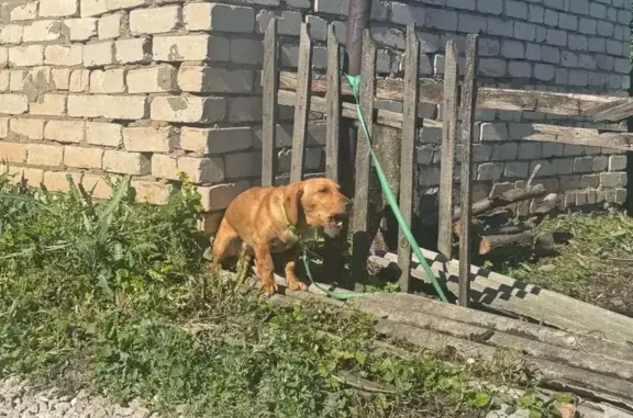 Найдена собака, Кинель, фото: Найдена собака, Кинель — рыжая такса