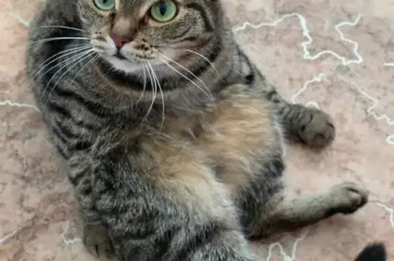 Кошки потеряшки, Зональная Станция, фото: Потеряшка кошка, Поселок Зональная Станция, Зеленая, д. 42, Зональная Станция — полосатая, небольшая