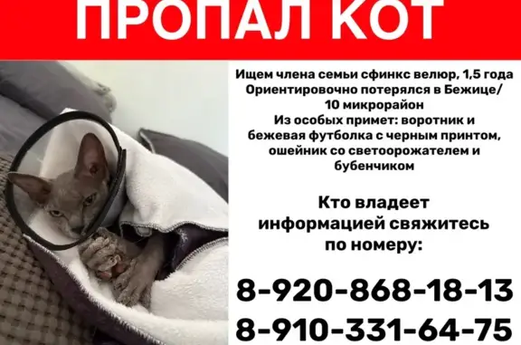Пропала кошка, Бежицкая, Брянск — сфинкс, велюр, 1,5 года - photo