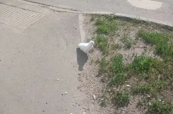 Найдена птица, Район Советский...