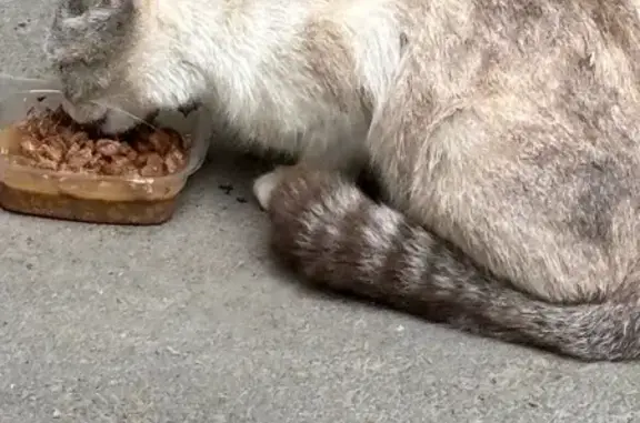Найдена кошка, Октябрьский район, фото: Найдена кошка, Уфа, Лесной, д. 8, Октябрьский район — голубоглазая, в руки не даётся