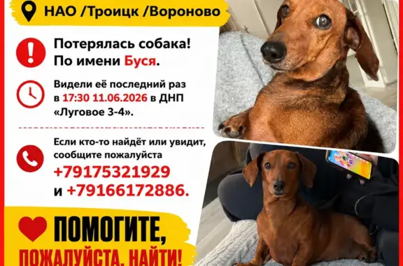 Пропала собака, Район Вороново (г Москва), Вороново — Буся, мини такса, шрам от операции на животе - photo