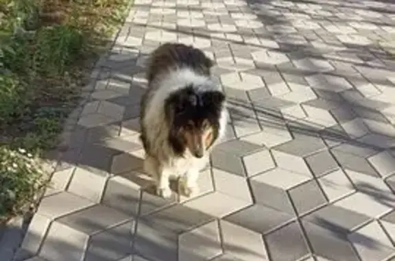 Пропала собака, Ревкомовская, Ростов-на-Дону — домашняя, добрая - photo