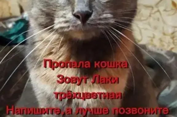Пропала кошка, Дмитров, Сиреневая, д. 7 — кличка Лаки, трёхцветная - photo