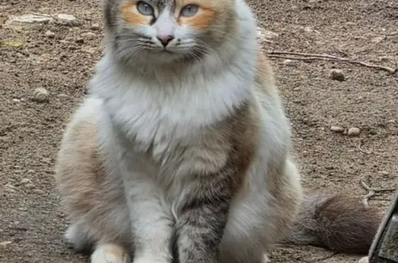 Найдена кошка, Саратов, фото: Найдена кошка, Саратов — очень ласковая и мурчащая кошечка