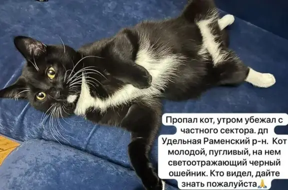 Пропала кошка, Поселок городского типа Удельная (г Раменское), Интернациональная, д. 23, Удельная — чёрный кот с белой шеей и жёлтыми глазами - photo