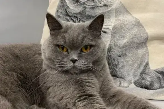 Пропала кошка, Хутор Русское поле, Русское Поле — шотландская, пепельная - photo