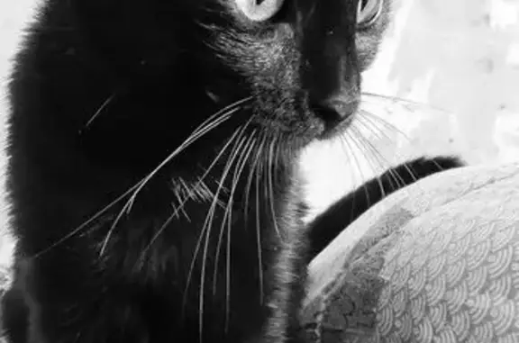 Объявления о пропавших и найденных животных, Балаково, фото: Пропала кошка, Балаково, Свердлова, д. 13 — полностью чёрная, может хромать