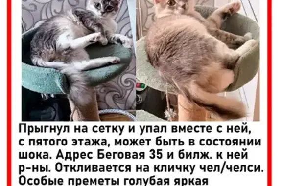 Потерянные животные Кострома, фото: Пропала кошка, Кострома, Беговая, д. 35