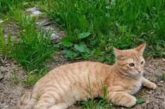 Объявления о пропавших и найденных животных, Пермь, фото: Пропала кошка, Район Свердловский (г Пермь), Ландышевая, д. 47, Пермь — рыжая, в сером ошейнике от клещей