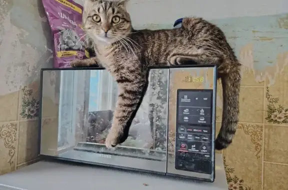Пропала кошка, 2-я Линейная, С...