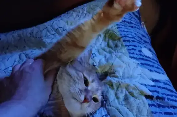 Пропала кошка, Нижний Новгород...