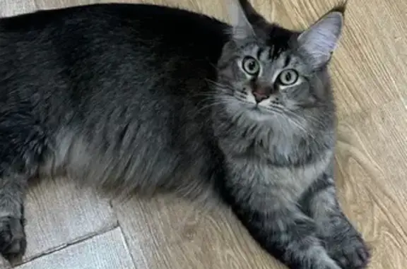 Пропала кошка, Семилуки, Ломоносова, Семилуки — порода мейн-кун, на улице не бывала - photo