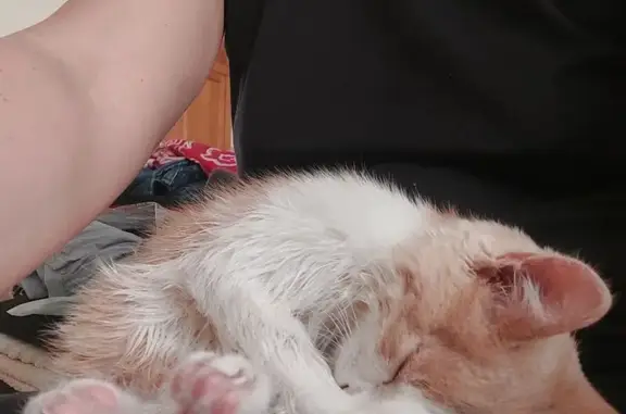 Пропала кошка, Астрахань, Советская, д. 11/16 — котёнок Алекс, около 2 месяцев - photo