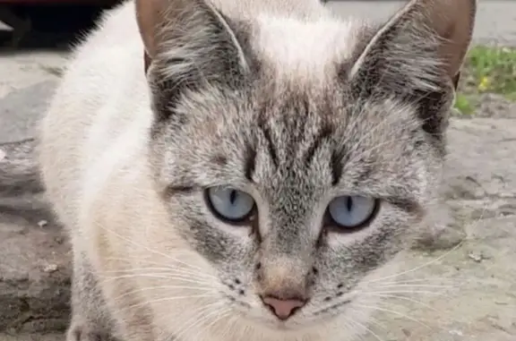 Пропала кошка, Рабочий поселок Колышлей, Колышлей — пугливая - photo