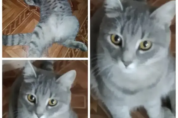 Пропала кошка, Свободный, Кольцова, д. 17, Свободный — домашний кот, откликается на кличку Вася - photo