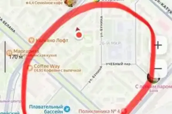 Объявления о пропавших и найденных животных, Липецк, фото: Найдена собака, Липецк — похожа на венгерскую выжлу