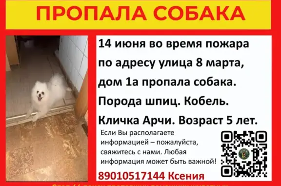 Пропала собака, Кострома, 8 Марта, д. 1А - photo