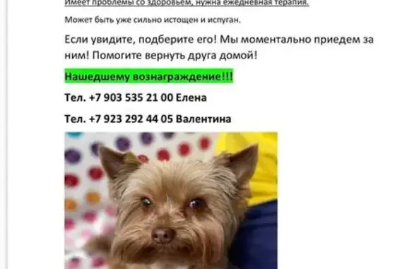 Пропала собака, Поселок Сухая Балка, Сухая балка — коричневый, коротко стриженный, на ошейнике бирка с номером - photo