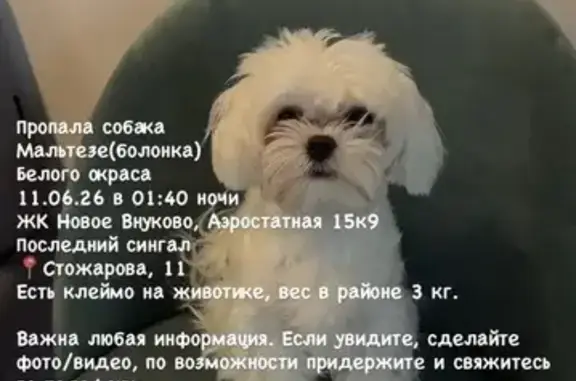 Пропала собака, Район Внуково (г Москва), Аэростатная, д. 15 9, Внуково — испугалась ночью и убежала - photo