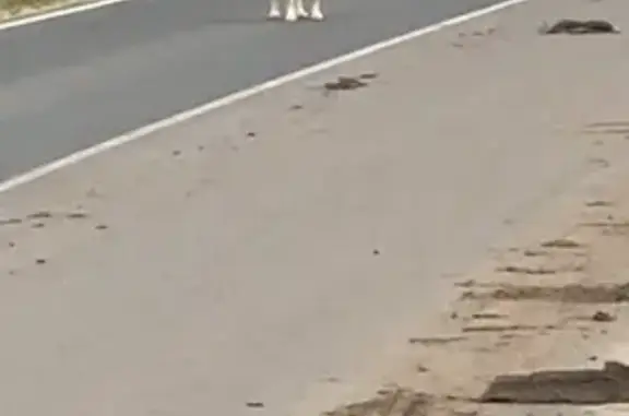 Найдена собака, Марчуги, фото: Найдена собака, Село Марчуги (г Воскресенск), Марчуги — мальчик в ошейнике, похож на акиту-ину